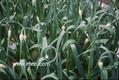 garlic,Lahsun,Rason